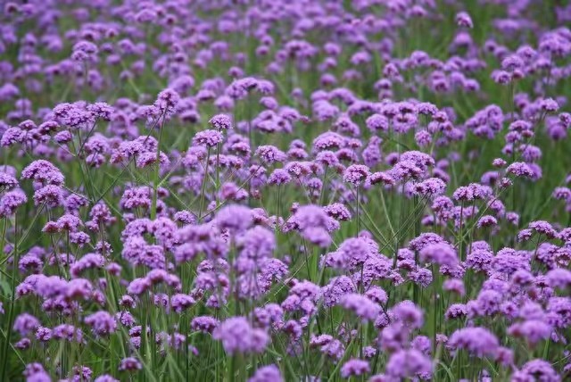 kiayun手机版登录.v1008.点进白给你1888.中国 遇见你,是我一生最美的幸福,愿我们的爱如星辰般永恒不灭