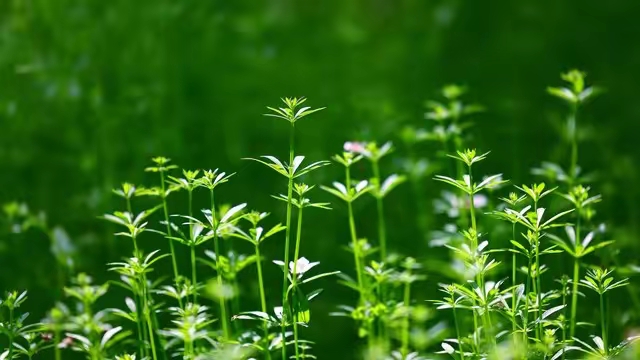 幸福忘了遇见我_刻骨铭心的相遇_爱情如星辰般长久闪耀