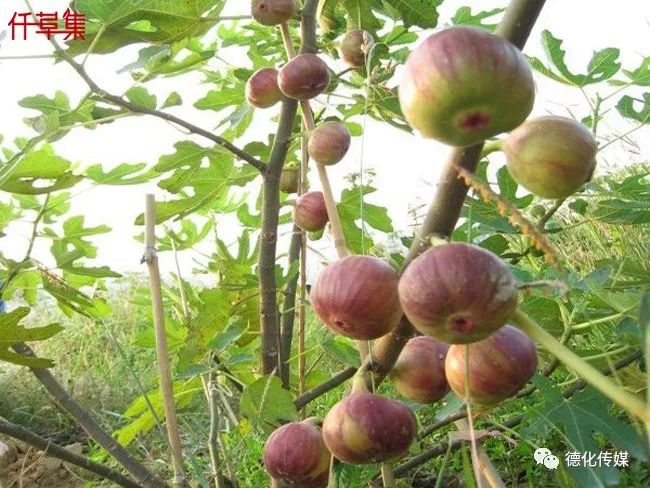 无花果病虫害怎么防治_无花果病虫害识别与防治_无花果病虫