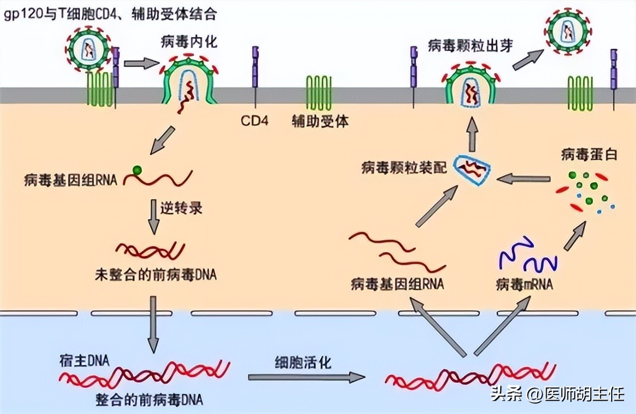 艾滋病皮肤病变_艾滋病与水痘_艾滋病早期症状