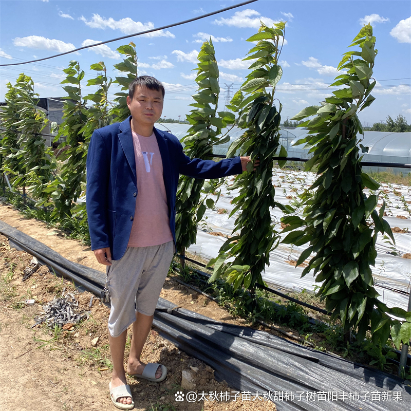 无花果防虫技术_无花果的虫害防治_防治虫害无花果的药