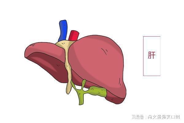 肝病者应如何修复伤害、助恢复？揭秘日常所需执行的须知