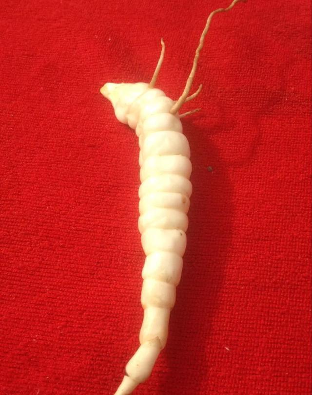 虫草参图片_虫草参功效_虫草参食用方法